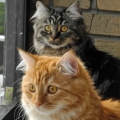 Tango und Mockingbird (Thorin und Koda, 2107)