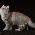 Saria