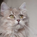 Saria