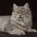 Saria