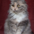 Navi