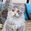 Navi