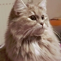 Saria