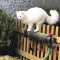 Katana