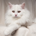 Floris