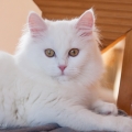 Alida