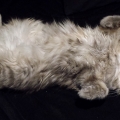 Calypso