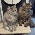 Calypso und Cayenne