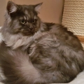 Rikimaru (2018)