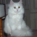 Alida (Maxi)