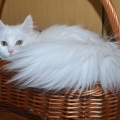 Alida (Maxi)