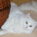 Alida (Maxi)