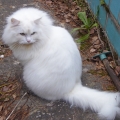 Floris