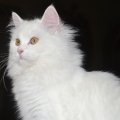 Alida (Maxi)