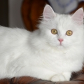 Alida (Maxi)