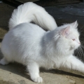 Alida (Maxi)