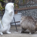 Alida (Maxi) und Dalila