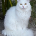 Alida (Maxi)
