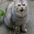 Merian