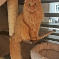 Lestat (Casimir, 2019)