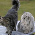 Nidi und Miyou