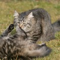 Taran und Nidi