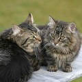 Nidi und Taran