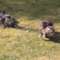 Nidi (links) und Taran