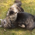 Taran (links) und Nidi