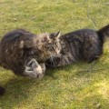 Taran (links) und Nidi beim Toben