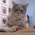 Gismo (Akwey) mit 1,5 Jahren