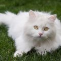 Zuri