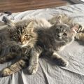 Loki (Quinn) und Freya (Franni)
