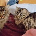Piper und Mirana