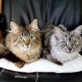 Yuna (Arran) und Arshan (Kiwai)