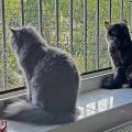 Semy (Blue Moon) und Cora Sundrop