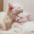 Luna (Elenin) und Ory