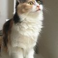 Io