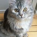 Kallisto