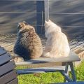Dylan und Neda