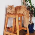 Lilli (Maia)