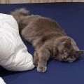 Sammy (Bluemoon)