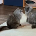 Ashberg und Koh-i-Noor