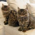 Lola (Morgan) und Momo (Lloyd Alexander)