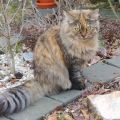 Bella (Cascabel)