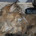 Bella (Cascabel)