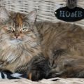 Bella (Cascabel)
