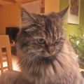 Lilli (Garda Fireworks)