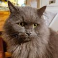 Merlin (Thor)