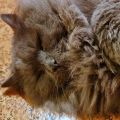 Merlin (Thor)